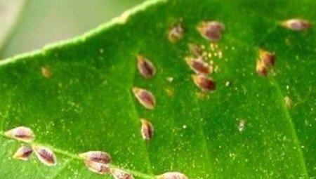 南洋杉的虫害及防治方法