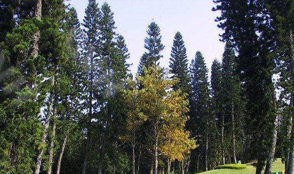 南洋杉的病虫害及防治方法 南洋杉的病虫害及防治方法