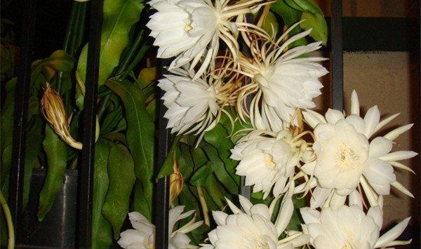 昙花的病虫害及其防治