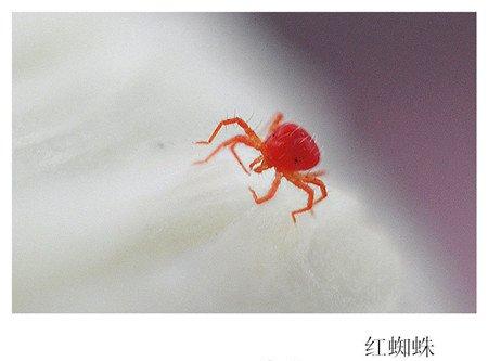 金鱼草常见虫害及防治方法 金鱼草常见虫害及防治方法