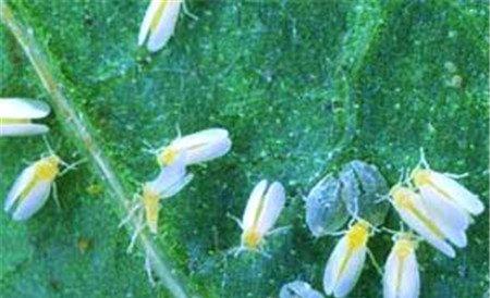 帝王花常见虫害及防治方法