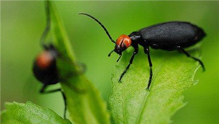 帝王花常见虫害及防治方法