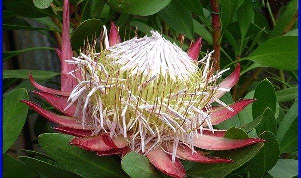 帝王花常见虫害及防治方法