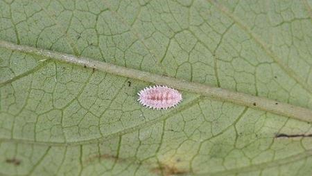 帝王花常见虫害及防治方法