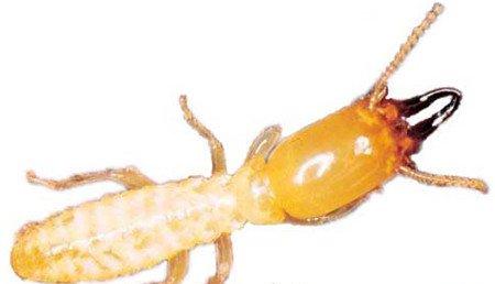 帝王花常见虫害及防治方法