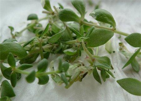 垂盆草常见虫害及防治方法 垂盆草常见虫害及防治方法
