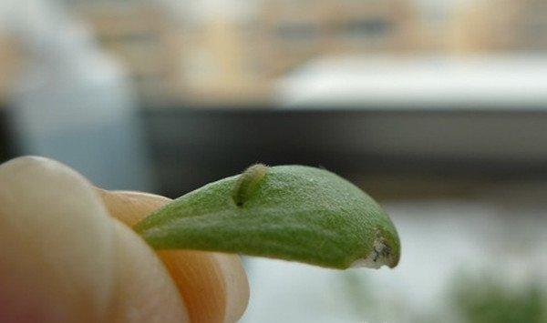 垂盆草常见虫害及防治方法