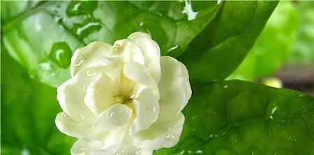茉莉花常见虫害及防治方法 茉莉花常见虫害及防治方法