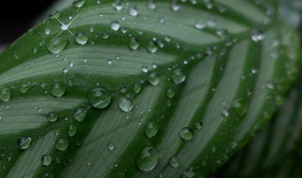 紫背竹芋的病虫害及其防治