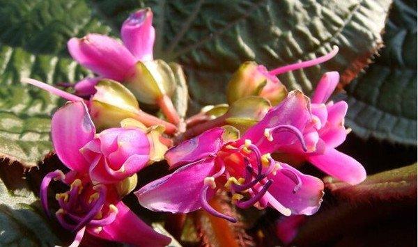 虎颜花常见虫害及防治方法