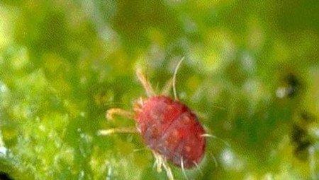 榆叶梅的虫害:红蜘蛛 榆叶梅的虫害:红蜘蛛