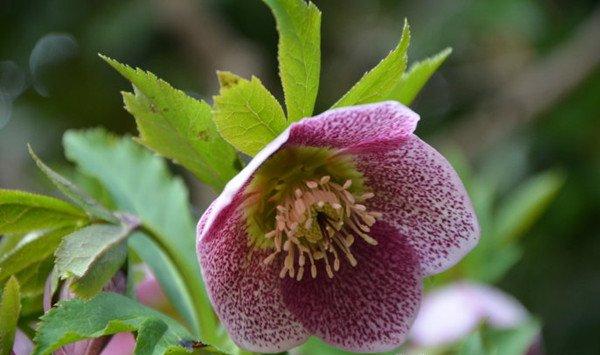 嚏根草的病虫害及其防治