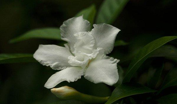 狗牙花的虫害及防治方法