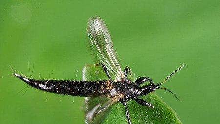 狗牙花的虫害：蓟马