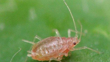 松果菊的虫害：蚜虫