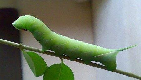 松果菊的虫害：菜青虫