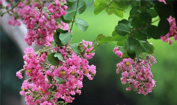 紫薇花的常见虫害及防治方法