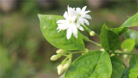 毛茉莉的红蜘蛛 毛茉莉的红蜘蛛