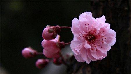 美人梅的虫害及其防治
