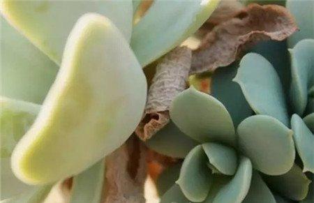 正确清理介壳虫的方法 正确清理介壳虫的方法