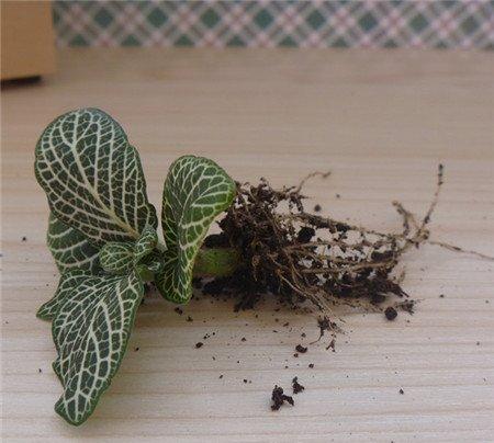 网纹草的虫害及其防治 网纹草的虫害及其防治