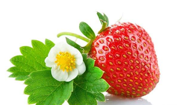 草莓的虫害防治