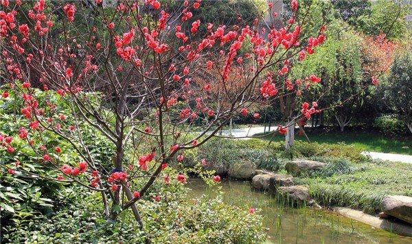 碧桃常见虫害及其防治