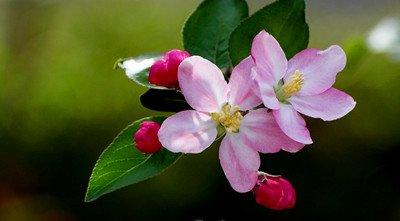 苹果红蜘蛛