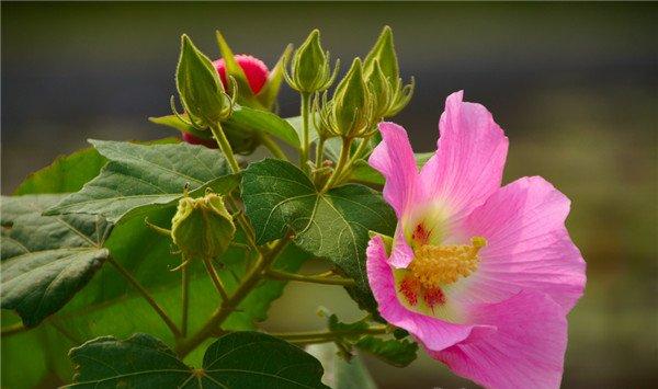 木芙蓉花的病虫害及其防治