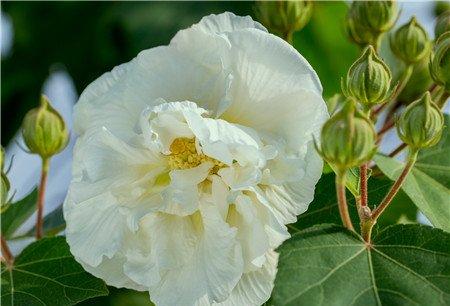 木芙蓉朱砂叶螨图