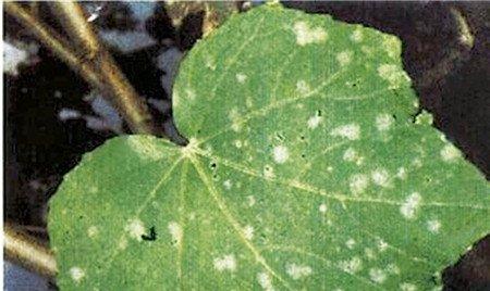 木芙蓉角斑毒蛾图