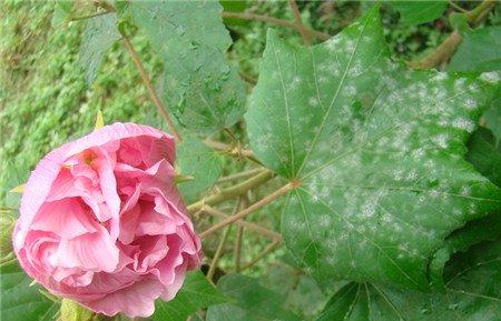 木芙蓉白粉病图