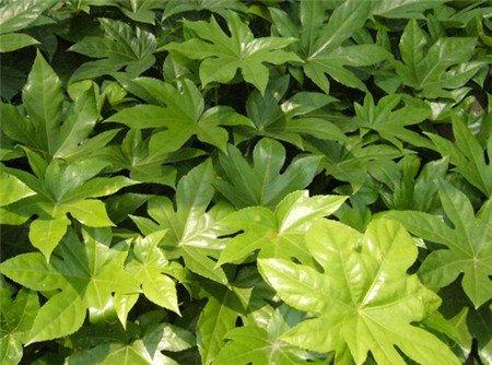八角金盘的虫害——红蜘蛛 八角金盘的虫害——红蜘蛛