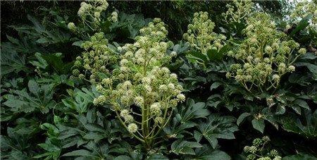 八角金盘的虫害——红蜡蚧 八角金盘的虫害——红蜡蚧