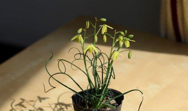 弹簧草开花
