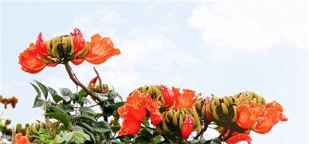 火焰树开花图片欣赏