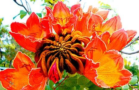 火焰树开花图片欣赏