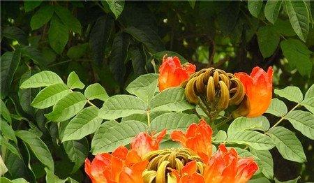 火焰树开花图片欣赏