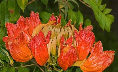 火焰树开花图片欣赏