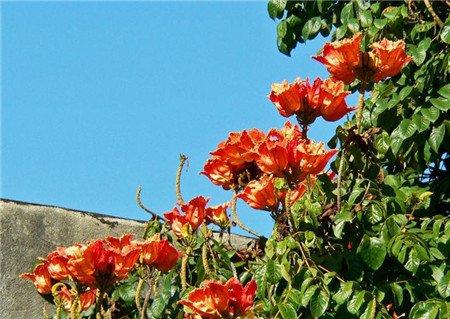 火焰树开花图片欣赏