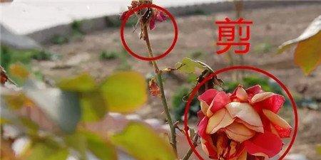 花朵修剪 花朵修剪