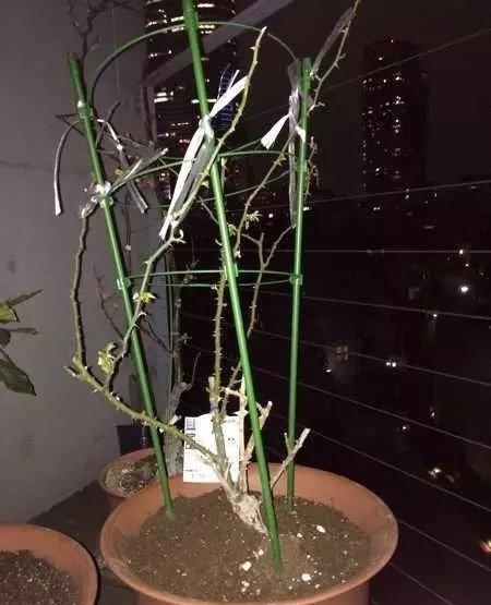 月季缓苗 月季缓苗
