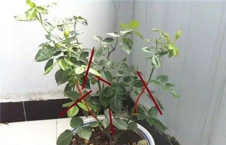 枝条修剪 枝条修剪
