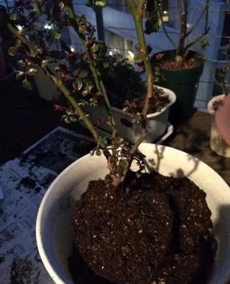 种到准备好的花盆中 种到准备好的花盆中