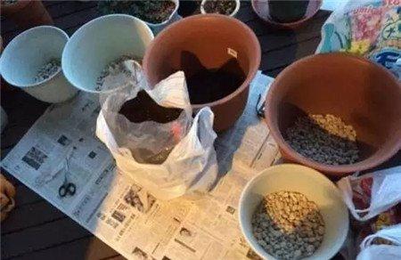 花盆1个 花盆1个