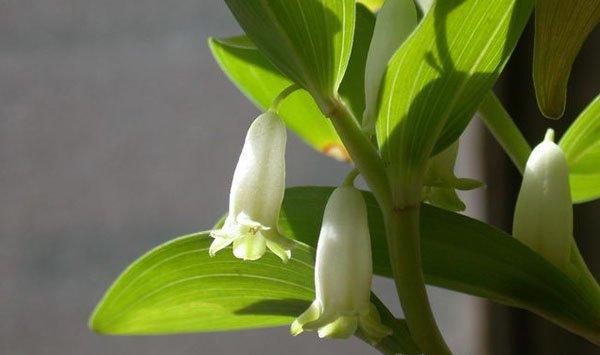 玉竹叶子发黄怎么办 玉竹叶子发黄怎么办