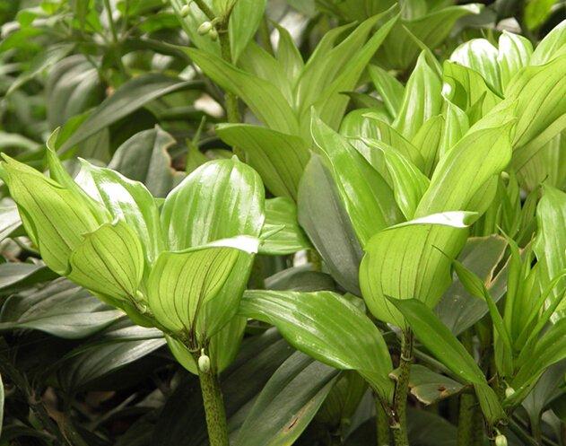 玉竹叶子发黄原因 玉竹叶子发黄原因