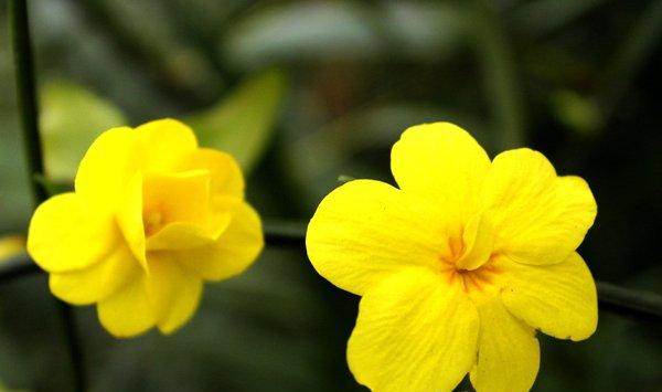 迎春花叶子发黄怎么办