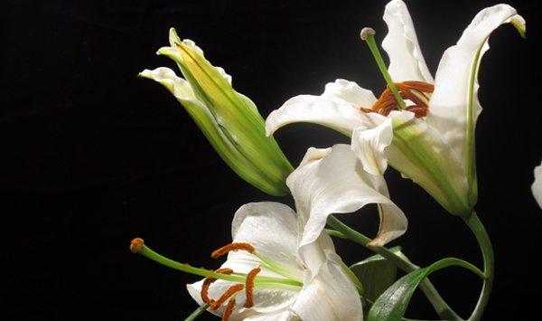 百合花叶子发黄怎么办