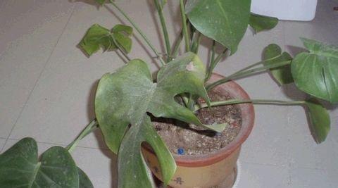 龟背竹三